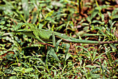 Green Crested Lizard,Malaysia