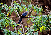 Green-billed Malkoha,Cambodia