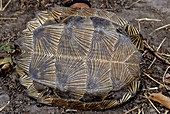 Asian Leaf Turtle,Cambodia