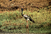 Black-necked Stork,Cambodia