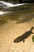 Japanese Giant Salamander