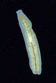 Groundwater Flatworm