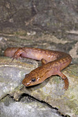 West Virginia Spring Salamander