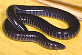 West African Caecilian