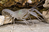 McLane's Cave Crayfish