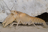 Miami Cave Crayfish