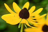 Black-eyed Susan