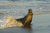 Northern Elephant Seal