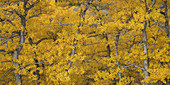 Fall Cottonwood Grove