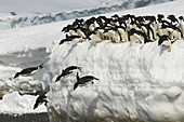 Adelie penguins leaping into ocean