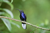 Violet Sabrewing hummingbird