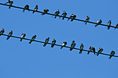 Bank Swallows (Riparia riparia) on wires