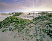 Blooming Sea Fig