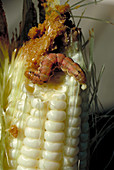 Corn earworm on corn