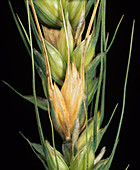 Head scab or ear blight in wheat ear