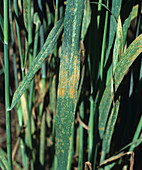 Crown rust on oats crop