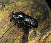 Wood boring beetle