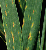 Tan spot lesions on a wheat leaf
