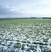 Winter barley crop