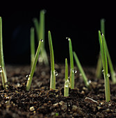 Shoots of young wheat