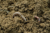 Earthworm (Lumbricus terrestris) in soil
