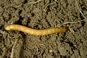 Wireworm (Agriotes sp.)