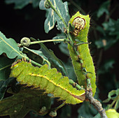 Chinese oak silkworm caterpillars
