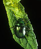 Mint leaf beetle (Chrysolina menthastri)