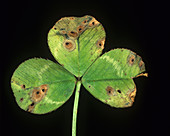 Ascochyta leaf spot on white clover leaf
