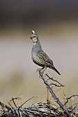 Scaled Quail