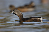 Pied-billed Grebe