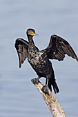 Double-crested Cormorant