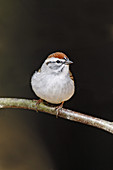 Chipping Sparrow