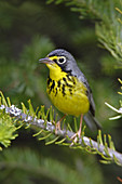 Canada Warbler