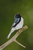 Black-throated Blue Warbler