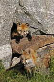 Red Foxes