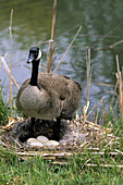 Canada Goose at Nest