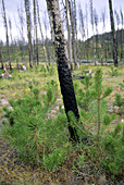 Lodgepole Pines