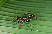 Bullet Ant