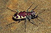 Tiger Beetle