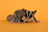 Sugar Glider