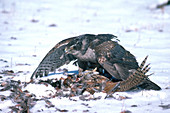 Goshawk Eating Pheasant