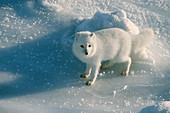 Arctic Fox (Alopex lagopus) in winter