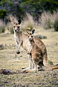 Forester Kangaroo adult and young