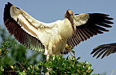 Wood Stork warming plumage