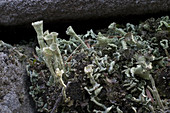 Cladonia Lichens