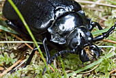 Broad-necked Root Borer