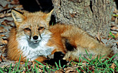 Red Fox