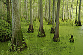 Cypress Trees in Swamp