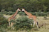 Pair of Rothschild Giraffes Feeding